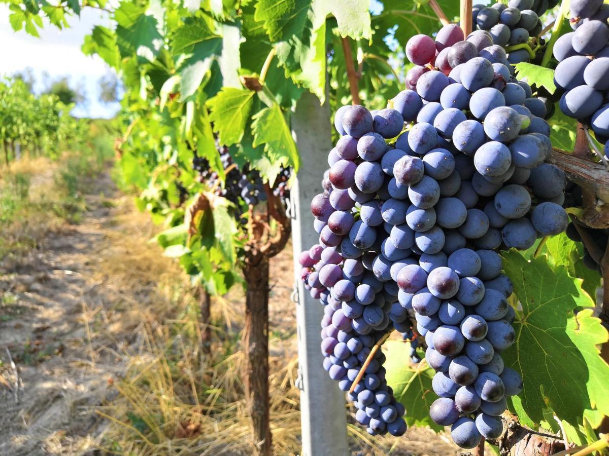 Tenuta Barbadoro Agriturismo Apartment Montespertoli Dış mekan fotoğraf